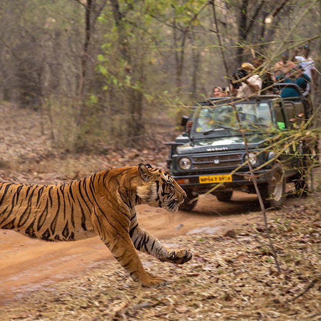 Corbett Wildlife Adventure